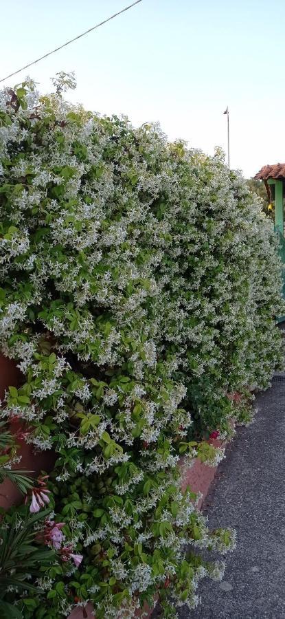 Casa Vacanze Mimose 帕利努罗 外观 照片